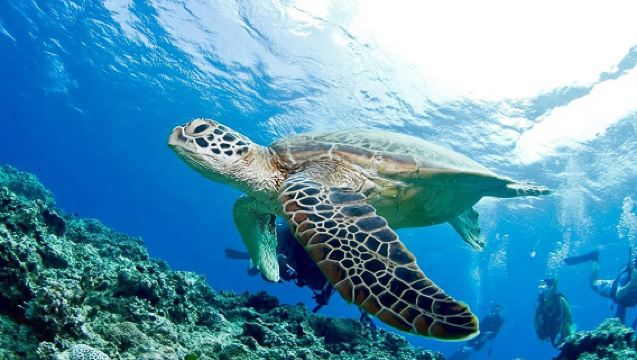 Okinawa Marine Club Berry Naha