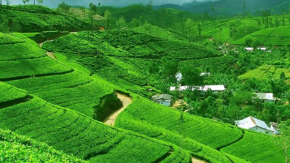 From kandy: Nuwara Eliya Private Day tour with Ambuluwawa Tower