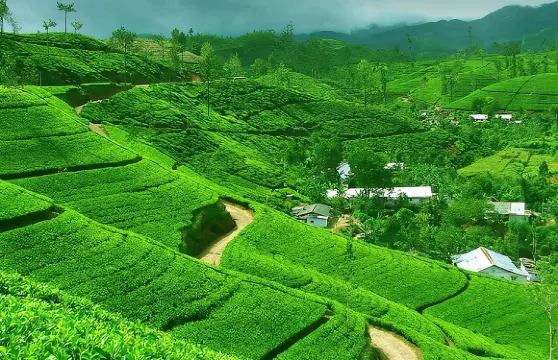 從康提到努瓦拉埃利亞的私人一日遊