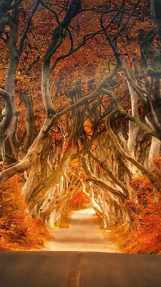 1-day tour of Giant's Causeway + The Dark Hedges + Antrim Coast|Check in at Game of Thrones filming locations