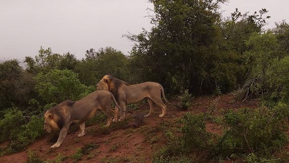 Addo Elephant National Park Full Day Safari
