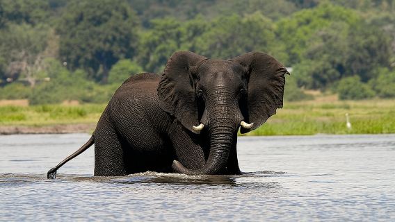 Ganztägige Safari im Chobe-Nationalpark
