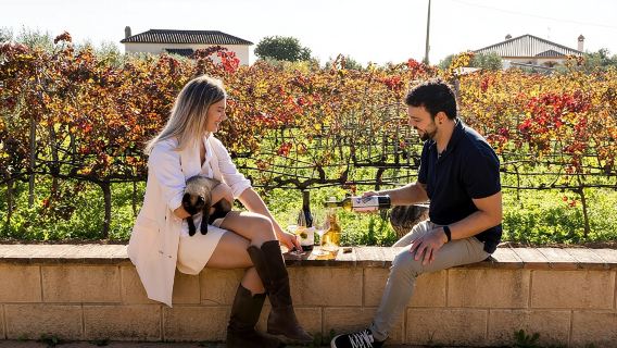 Malaga: visita a vigneti e cantine con 6 vini di alta qualità e tapas