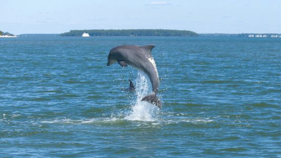 90-Minute Private Dolphin Tour in Hilton Head Island