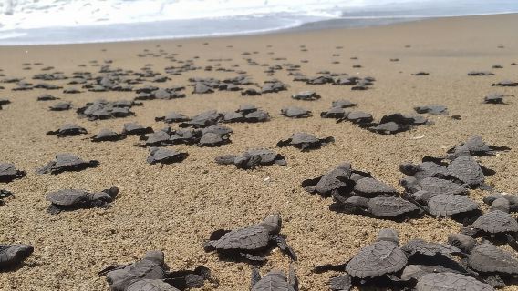 Lawatan Persiaran Melepaskan Bayi Penyu Laut bersama Luis de la Maza