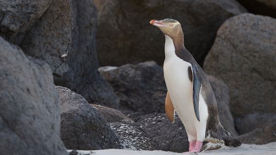 Clearwater Wildlife Tours (small group 10max) Otago Peninsula