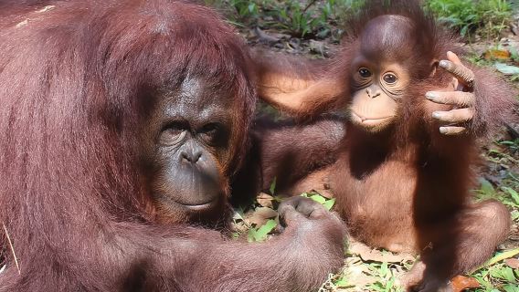 Bukit Merah Orang Utan and Penang City Private Tour