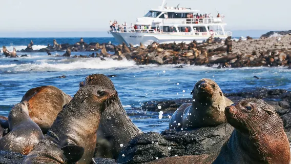 2-Hour Seal Watching Cruise at Phillip Island, Australia