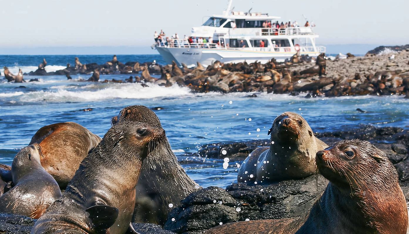 2h seal watching cruise at Phillip Island, Australia