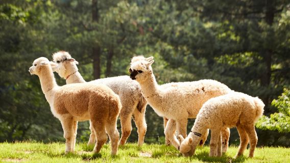 Alpaca x Nami Island x The Little Prince Italy x The Garden of Morning Calm