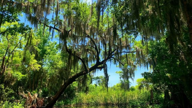 Große Airboat-Sumpftour mit Transport von New Orleans