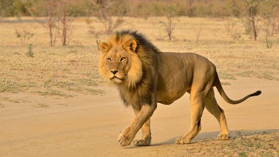 Da Durban: scopri due riserve di caccia Big 5 in un giorno