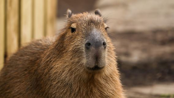 Edinburgh Zoo Entrance Ticket