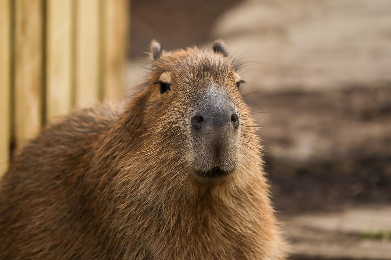 Edinburgh Zoo Entrance Ticket