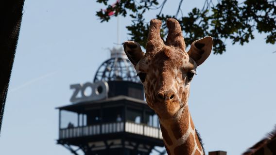 Copenaghen: biglietto d'ingresso allo zoo di Copenaghen