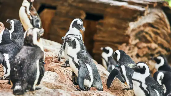 Kyoto Aquarium Admission Ticket