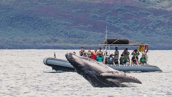 Eye-Level Whale or Dolphin Watching Eco-Raft Tour from Lahaina