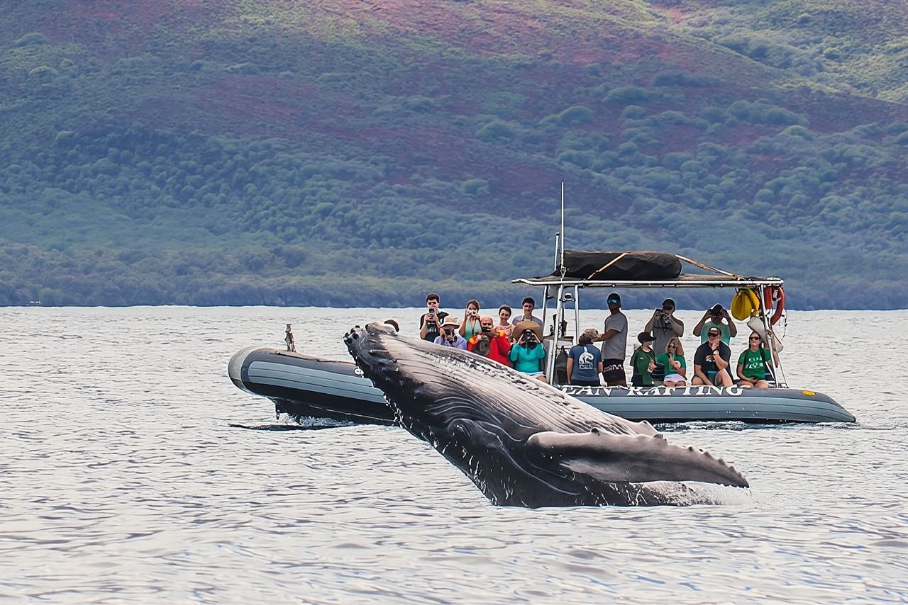 Maui Eco-Raft Tour: Eye-Level Whale or Dolphin Watching - Lahaina