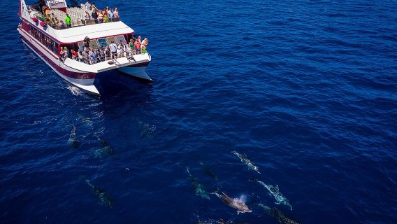 Royal Delfin - 2Hour Sustainable Dolphin & Whale Watching Mini Cruise