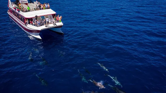 Royal Delfin - 2Hour Sustainable Dolphin & Whale Watching Mini Cruise