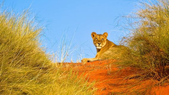 Hluhluwe Imfolozi Safari Day Tour from Durban