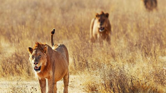 Day Trip - Tsavo East National Park ( Man Eater Lions of Tsavo & Other Big Five)