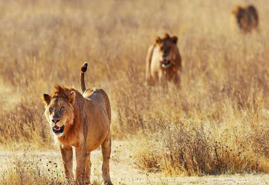 Day Trip - Tsavo East National Park ( Man Eater Lions of Tsavo & Other Big Five)