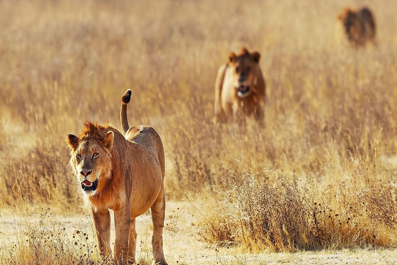 Day Trip - Tsavo East National Park ( Man Eater Lions of Tsavo & Other Big Five)