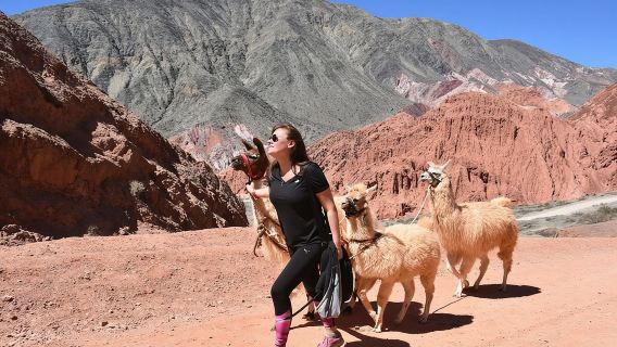 Purmamarca-Spaziergang mit Lamas