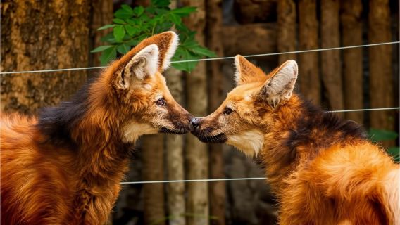 Chiang Mai Night Safari 1-day tour [Optional shared transfer]|Private charter (Pickup & drop-off)