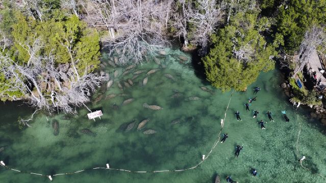 Lawatan Renang Manatee selama 3 jam di Florida