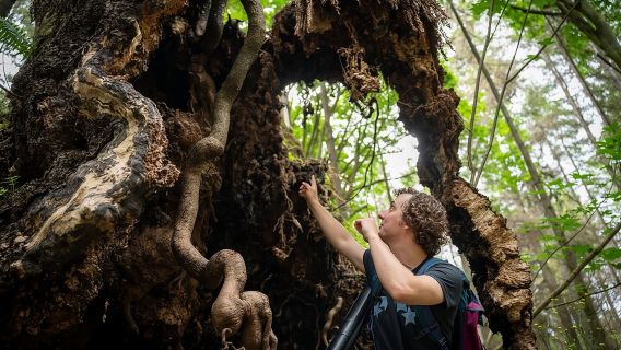 Visite à pied des arbres anciens de Vancouver