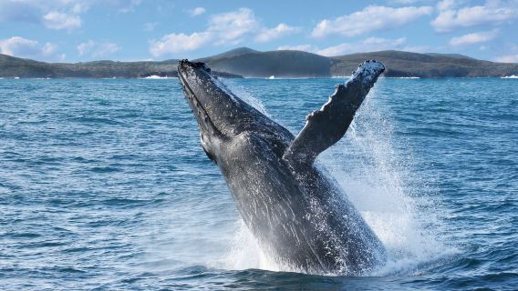 Sydney Whale Whisperer Walbeobachtungstour [Sonderangebot, Abfahrt vom Darling Harbour]