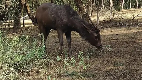 サリスカ日帰りツアー:スリル満点のトラサファリと朝食付き