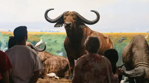 New York City: American Museum of Natural History Ticket