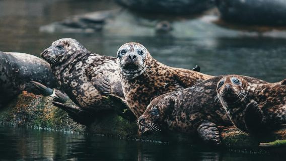 Vancouver: Sightseeingtour am Wasser - Stadt und Natur