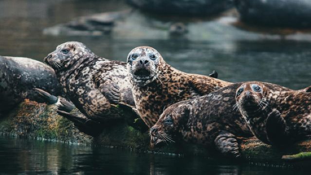 Vancouver: Waterfront Sightseeing Reis - Stad en Natuur