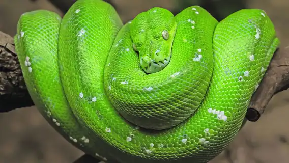 ฟู้โกว๊ก: บัตรเข้าวินเพิร์ลซาฟารีปาร์ค