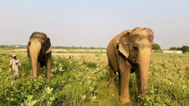 Vanuit Agra: bezoek aan Wildlife SOS Elephant Conservation Trip