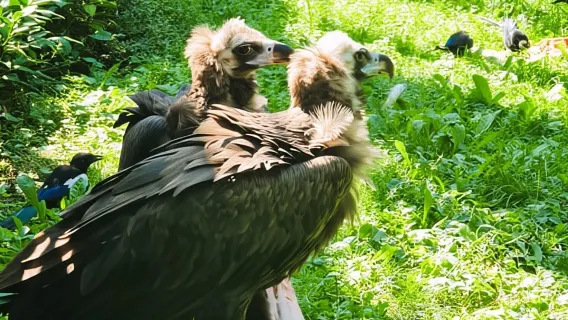 Praga: audioguida dello zoo di Praga con biglietto elettronico