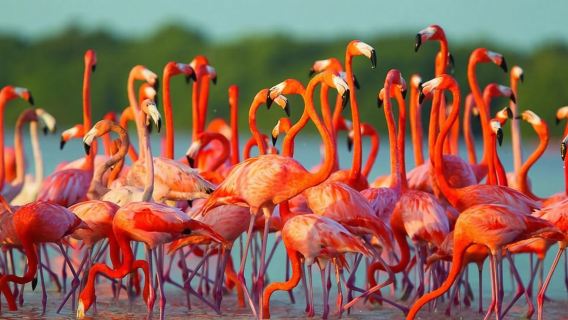 Flamencos Rosados, Ranchería y Pase Atardecer en Mayapo