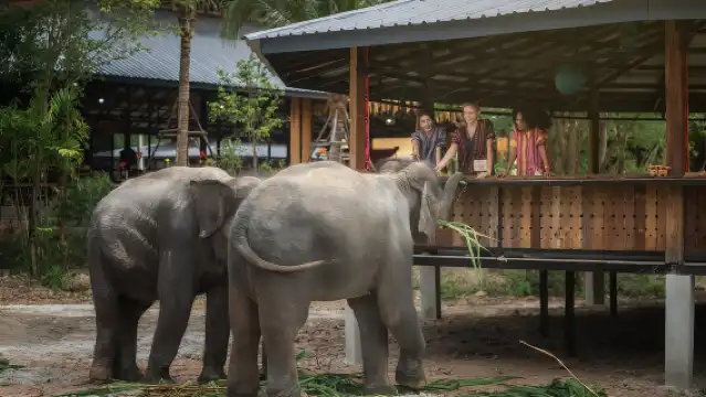 เชียงใหม่: โครงการให้อาหารช้างแบบมีจริยธรรม