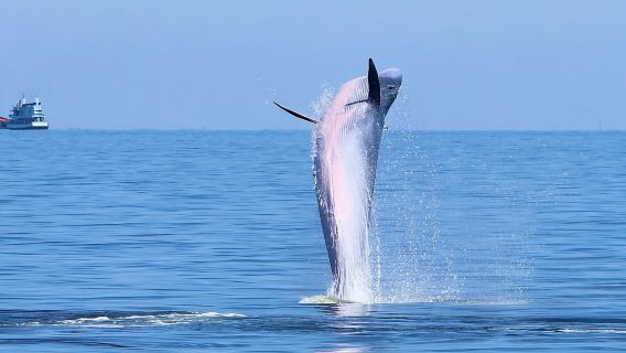 Départ de Bangkok : excursion en mer pour observer les baleines (petit-déjeuner/déjeuner inclus)