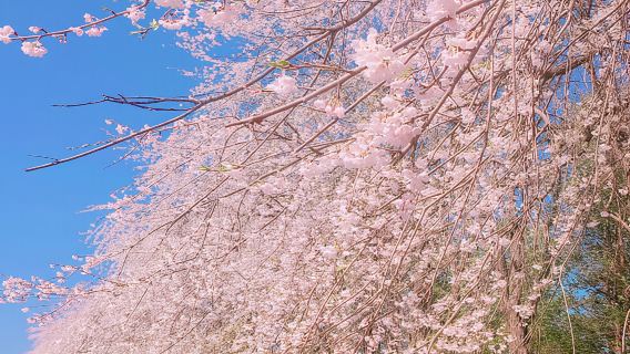 ソウル：季節ごとの南怡島ツアーとオプションのアクティビティ
