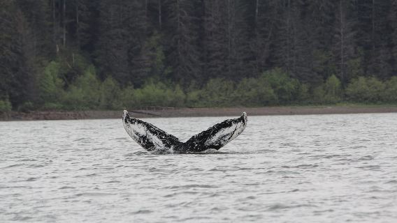 Ear Mountain Charters tours: whale watching or fishing