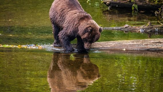 Hoonah: Búsqueda del oso pardo de la isla Chichagof