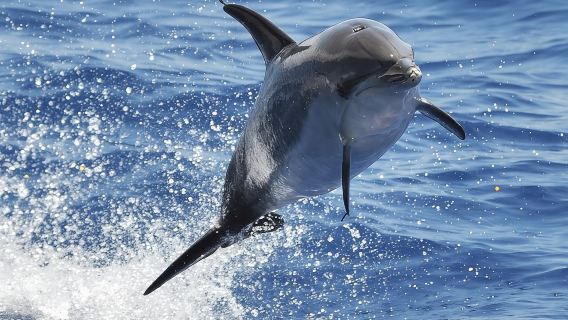 Dolphin and Whale Cruise in Puerto Rico, Gran Canaria