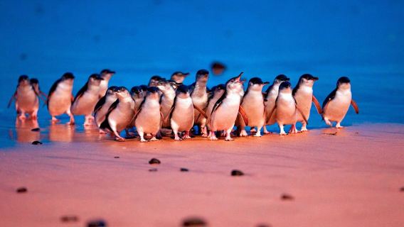 Australia Phillip Island + Moonlight Tour Wildlife Sanctuary + Nobbies Point Center one-day tour