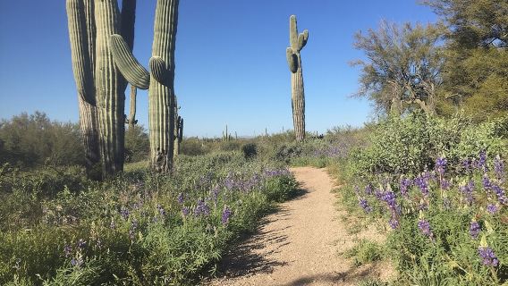 1-2 Hour Sonoran Desert Private Guided Hiking Tour