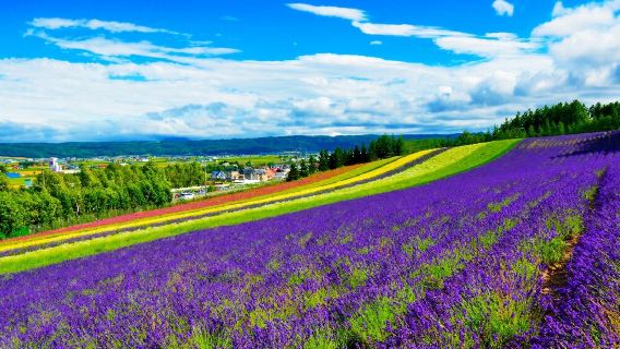 日本北海道四季彩之丘+青池一日遊/行程可調-可客製化多日遊